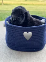 Cobra, a male Saint Berdoodle for sale in Lexington, KY – 10 of 10