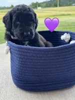 Nova , a female Saint Berdoodle for sale in Lexington, KY – 9 of 9