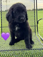 Nova, a female Saint Berdoodle for sale in Lexington, KY – 10 of 10