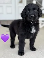 Nova, a female Saint Berdoodle for sale in Lexington, KY – 8 of 10