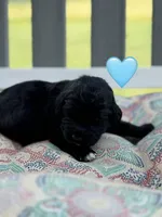 Galaxy , a female Saint Berdoodle for sale in Lexington, KY – 8 of 8