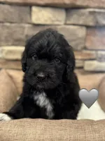 Cobra, a male Saint Berdoodle for sale in Lexington, KY – 4 of 10