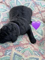 Nova , a female Saint Berdoodle for sale in Lexington, KY – 3 of 8