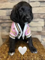 Nala, a female Saint Berdoodle for sale in Lexington, KY – Photo 1 of 5