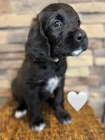 Nala, a female Saint Berdoodle for sale in Lexington, KY – Photo 3 of 5