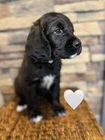 Nala, a female Saint Berdoodle for sale in Lexington, KY – Photo 4 of 5