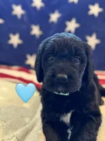 Galaxy, a female Saint Berdoodle for sale in Lexington, KY – 1 of 9