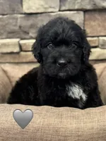 Cobra, a male Saint Berdoodle for sale in Lexington, KY – 7 of 10