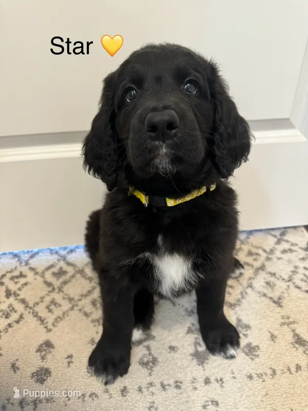 New Litter  – Saint Berdoodle puppy for sale in Lexington, KY