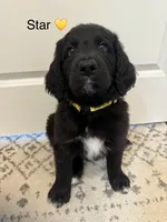 New Litter , a  Saint Berdoodle for sale in Lexington, KY – 1 of 6