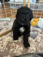 Cobra, a male Saint Berdoodle for sale in Lexington, KY – 3 of 9
