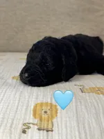 Galaxy , a female Saint Berdoodle for sale in Lexington, KY – 6 of 8