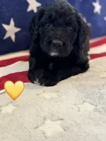 Corvette , a female Saint Berdoodle for sale in Lexington, KY – 3 of 9