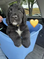 Corvette , a female Saint Berdoodle for sale in Lexington, KY – 5 of 10