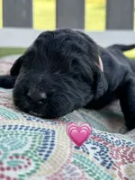 Barracuda , a female Saint Berdoodle for sale in Lexington, KY – 10 of 10