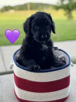 Nova, a female Saint Berdoodle for sale in Lexington, KY – 2 of 10