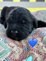 Scout, a male Saint Berdoodle for sale in Lexington, KY – 7 of 9