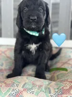 Galaxy, a female Saint Berdoodle for sale in Lexington, KY – 7 of 9