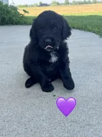 Nova , a female Saint Berdoodle for sale in Lexington, KY – 6 of 6