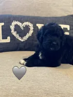 Cobra, a male Saint Berdoodle for sale in Lexington, KY – 9 of 10