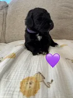 Nova , a female Saint Berdoodle for sale in Lexington, KY – 5 of 8