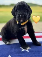 Corvette , a female Saint Berdoodle for sale in Lexington, KY – 4 of 7
