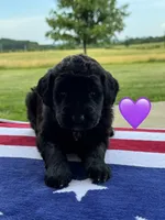 Nova , a female Saint Berdoodle for sale in Lexington, KY – 5 of 9
