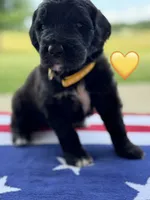 Corvette , a female Saint Berdoodle for sale in Lexington, KY – 2 of 7