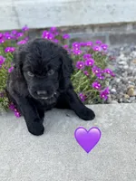 Nova , a female Saint Berdoodle for sale in Lexington, KY – 5 of 6