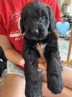 Galaxy, a female Saint Berdoodle for sale in Lexington, KY – 6 of 9