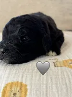 Cobra, a male Saint Berdoodle for sale in Lexington, KY – 1 of 7