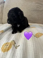 Nova , a female Saint Berdoodle for sale in Lexington, KY – 6 of 8