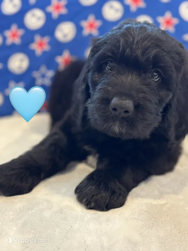 Galaxy  – Saint Berdoodle puppy for sale in Lexington, KY