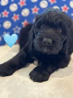 Galaxy , a female Saint Berdoodle for sale in Lexington, KY – 1 of 10