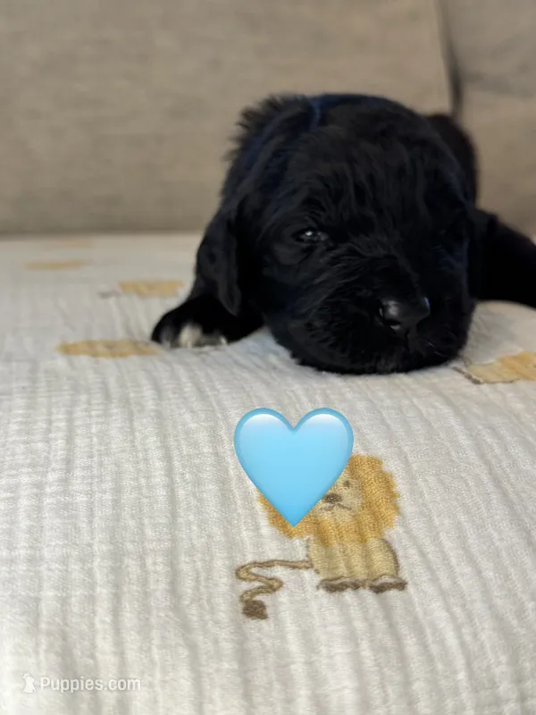 Galaxy  – Saint Berdoodle puppy for sale in Lexington, KY