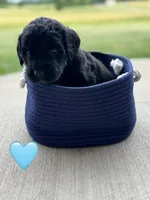Galaxy , a female Saint Berdoodle for sale in Lexington, KY – 3 of 10