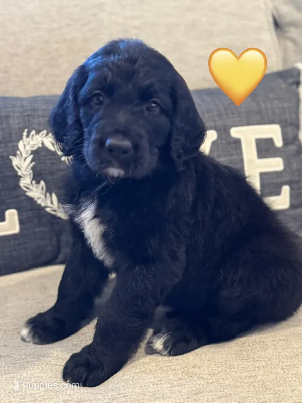 Corvette – Saint Berdoodle puppy for sale in Lexington, KY