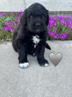 Cobra, a male Saint Berdoodle for sale in Lexington, KY – 5 of 9