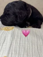Barracuda , a female Saint Berdoodle for sale in Lexington, KY – 1 of 10