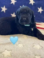 Galaxy, a female Saint Berdoodle for sale in Lexington, KY – 3 of 9