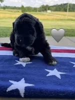 Cobra, a male Saint Berdoodle for sale in Lexington, KY – 7 of 10