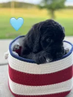 Galaxy, a female Saint Berdoodle for sale in Lexington, KY – 4 of 7