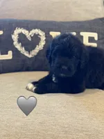Cobra, a male Saint Berdoodle for sale in Lexington, KY – 8 of 10