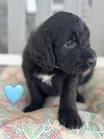 Galaxy, a female Saint Berdoodle for sale in Lexington, KY – 5 of 9