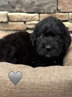Cobra, a male Saint Berdoodle for sale in Lexington, KY – 6 of 10