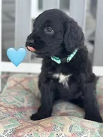 Galaxy, a female Saint Berdoodle for sale in Lexington, KY – 2 of 9