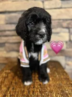 Flower, a female Saint Berdoodle for sale in Lexington, KY – Photo 1 of 7