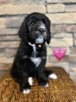 Flower, a female Saint Berdoodle for sale in Lexington, KY – Photo 6 of 7