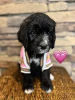 Flower, a female Saint Berdoodle for sale in Lexington, KY – Photo 7 of 7