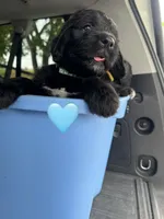 Galaxy , a female Saint Berdoodle for sale in Lexington, KY – 5 of 10